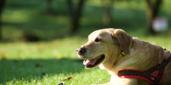 【FP監修】犬のがん保険は必要？犬のがん保険のメリット、デメリットについて解説