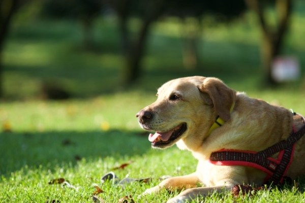 【FP監修】犬のがん保険は必要？犬のがん保険のメリット、デメリットについて解説